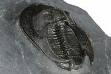 Excellent Scotoharpes Trilobite - Boudib, Morocco #381577-5